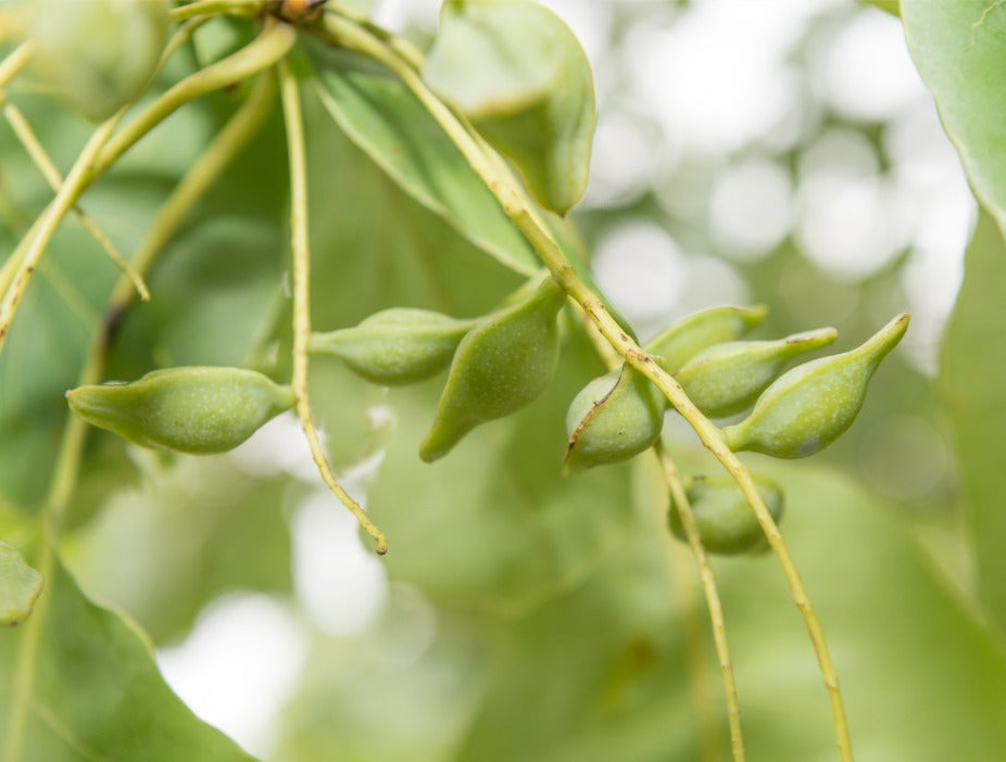 Brightening Mask 50g image 4